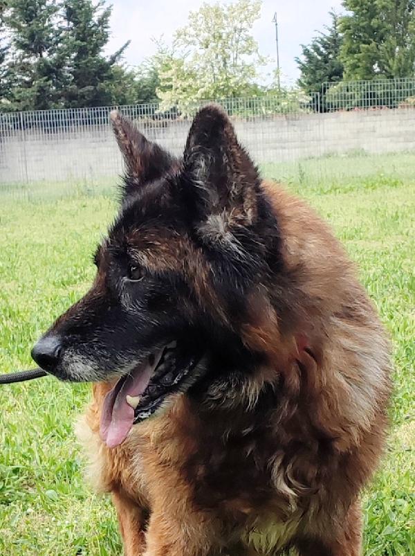 Eros Pastore Tedesco